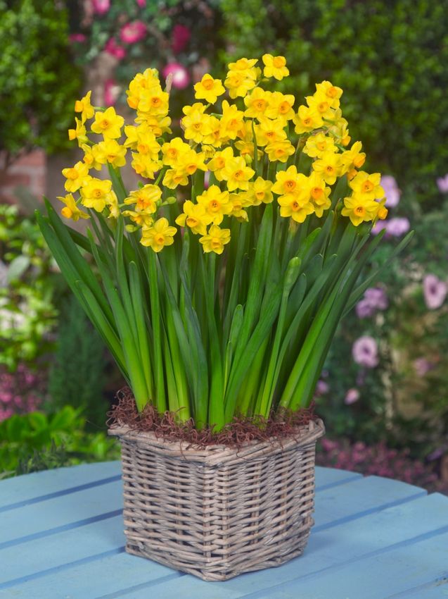 Narcissus 'Grand Soleil D'Or' - Narzisse
