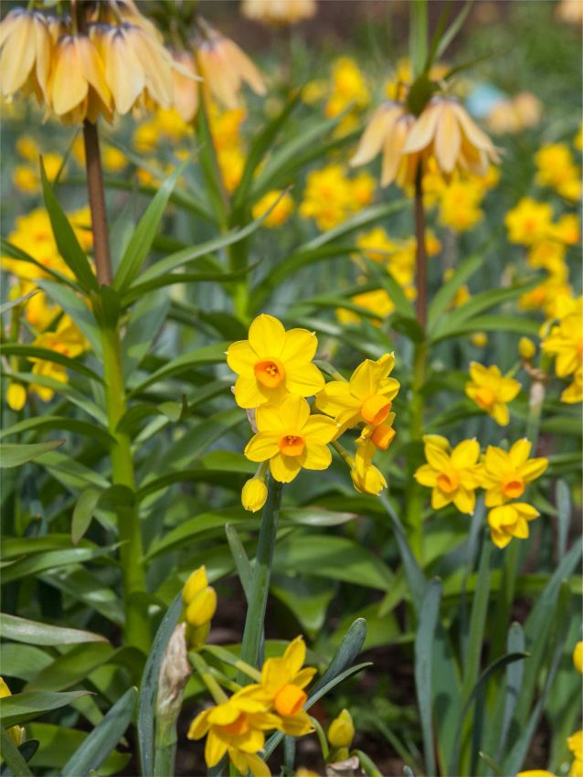 Narcissus 'Grand Soleil D'Or' - Narzisse