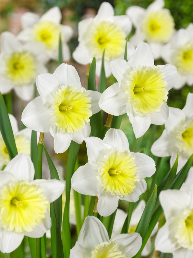 Narcissus 'Ice Follies' - Narzisse