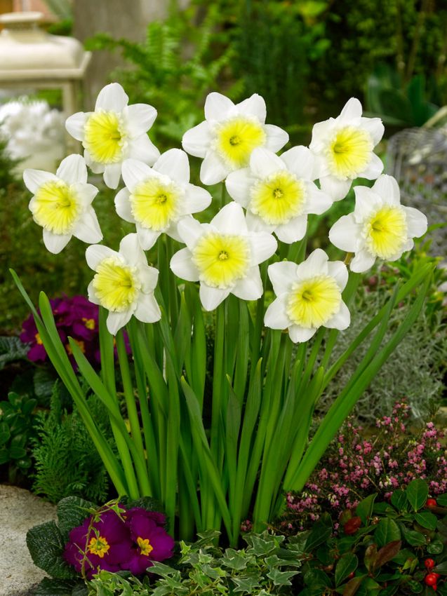 Narcissus 'Ice Follies' - Narzisse