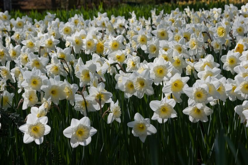 Narcissus 'Ice Follies' - Narzisse