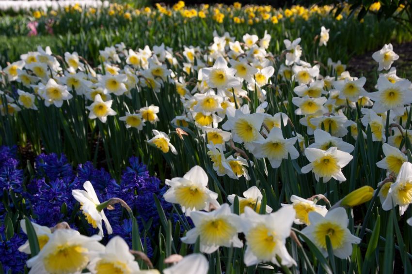 Narcissus 'Ice Follies' - Narzisse