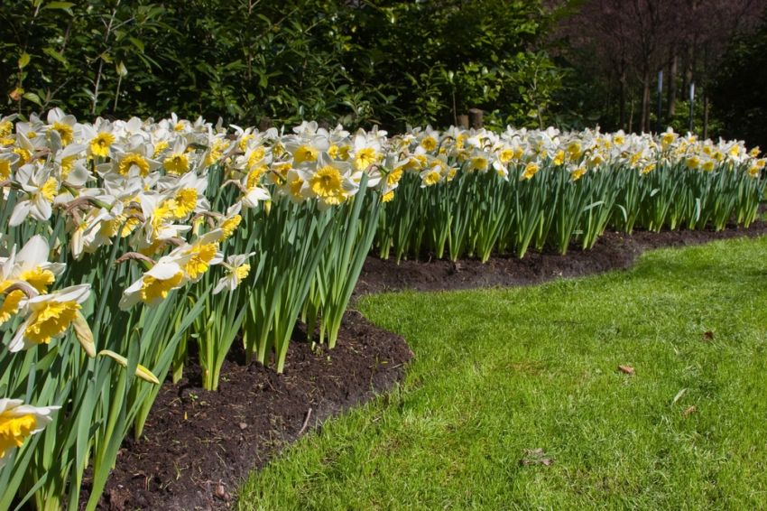Narcissus 'Ice Follies' - Narzisse