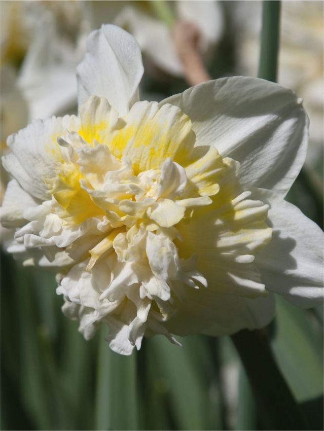 Narcissus 'Ice King' - Narzisse