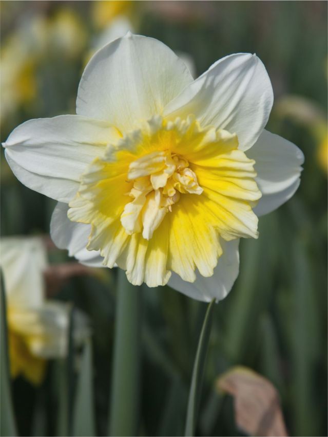 Narcissus 'Ice King' - Narzisse