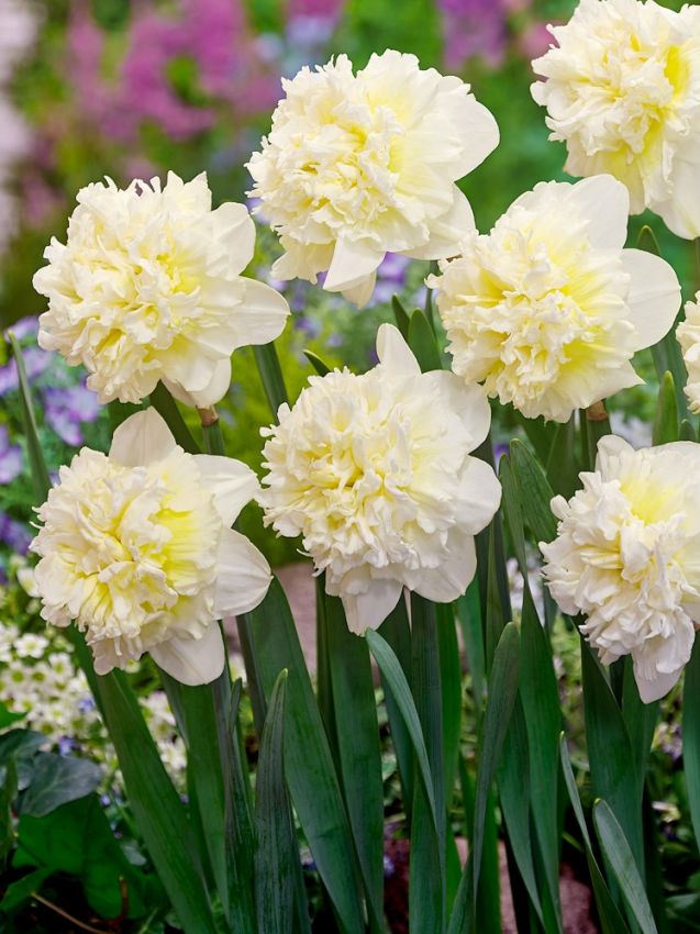 Narcissus 'Ice King' - Narzisse
