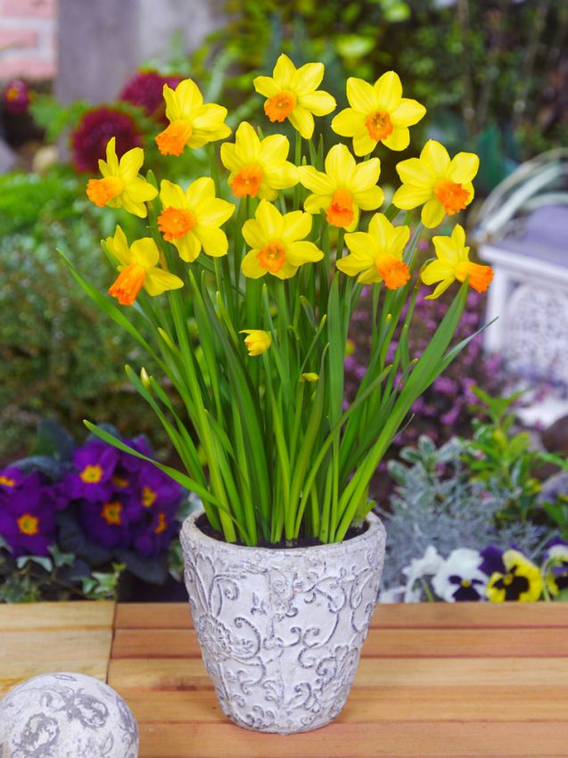 Narcissus 'Jetfire' - Narzisse