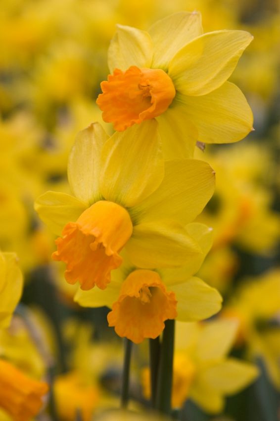 Narcissus 'Jetfire' - Narzisse