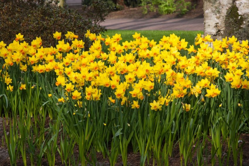 Narcissus 'Jetfire' - Narzisse
