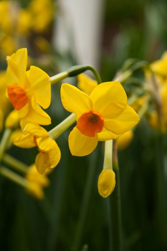 Narcissus 'Martinette' - Narzisse