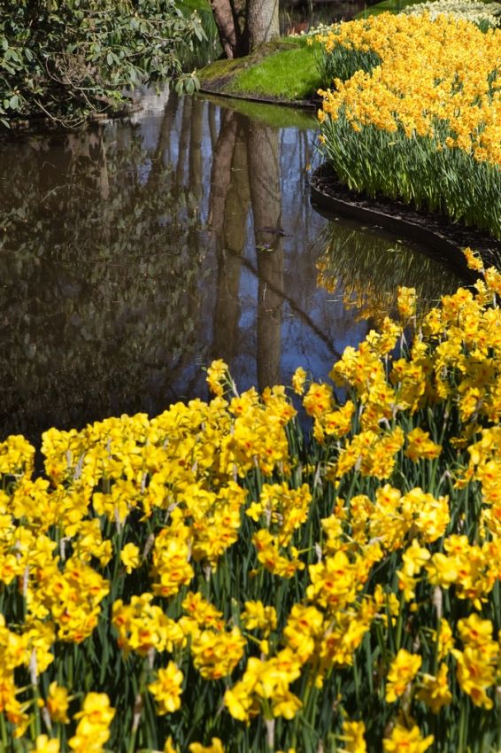 Narcissus 'Martinette' - Narzisse