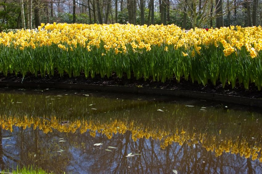 Narcissus 'Martinette' - Narzisse