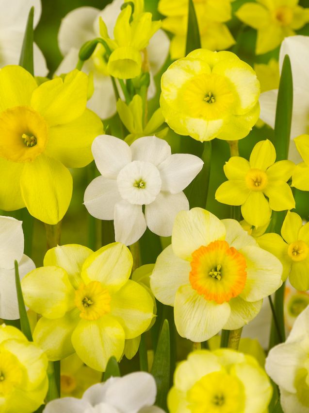 Narzissen Botanisch mischung