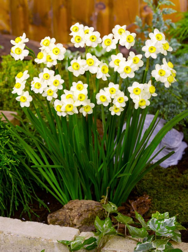 Narcissus 'Minnow' - Narzisse