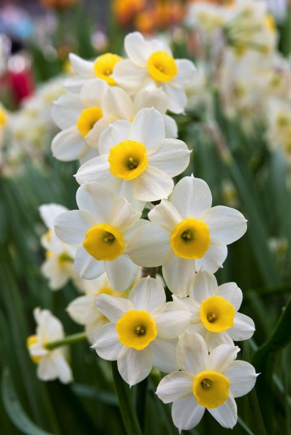 Narcissus 'Minnow' - Narzisse