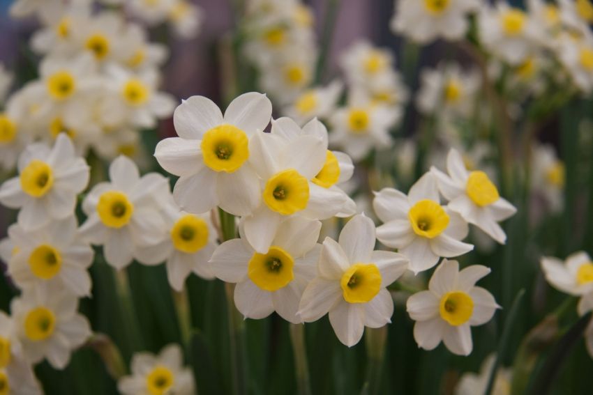 Narcissus 'Minnow' - Narzisse