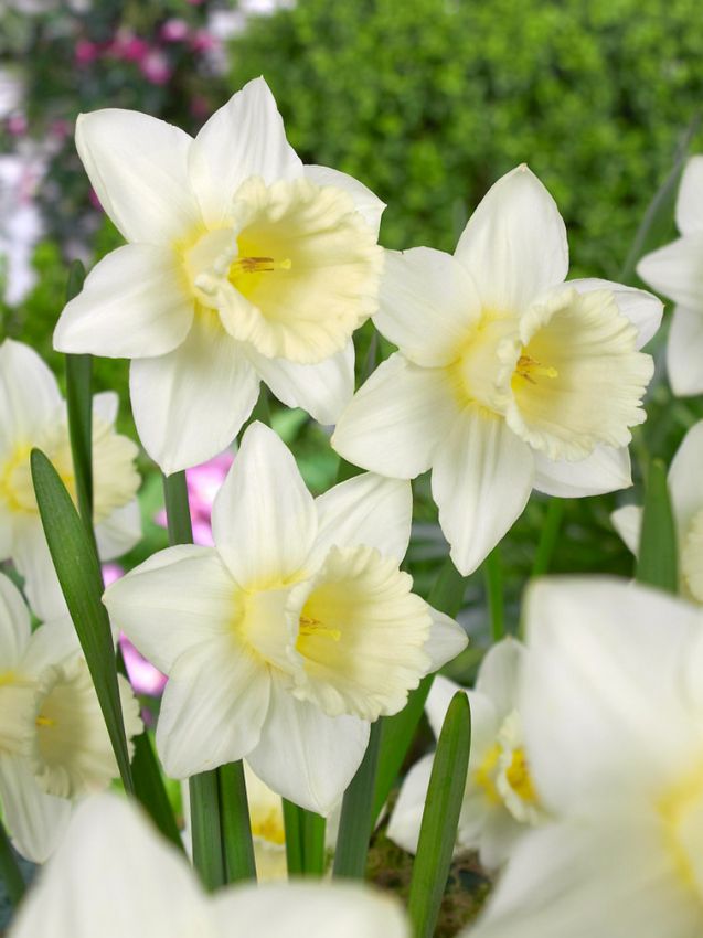Narcissus 'Mount Hood' - Narzisse