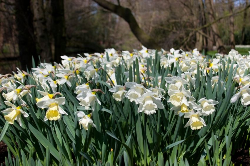 Narcissus 'Mount Hood' - Narzisse