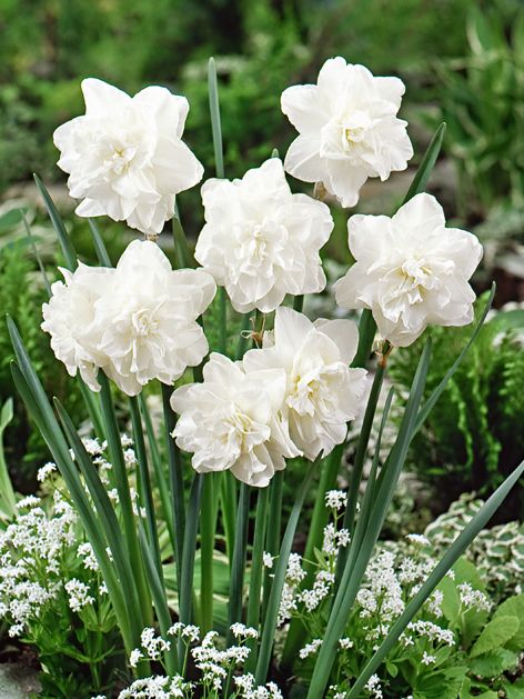 Narcissus 'Obdam' - Narzisse
