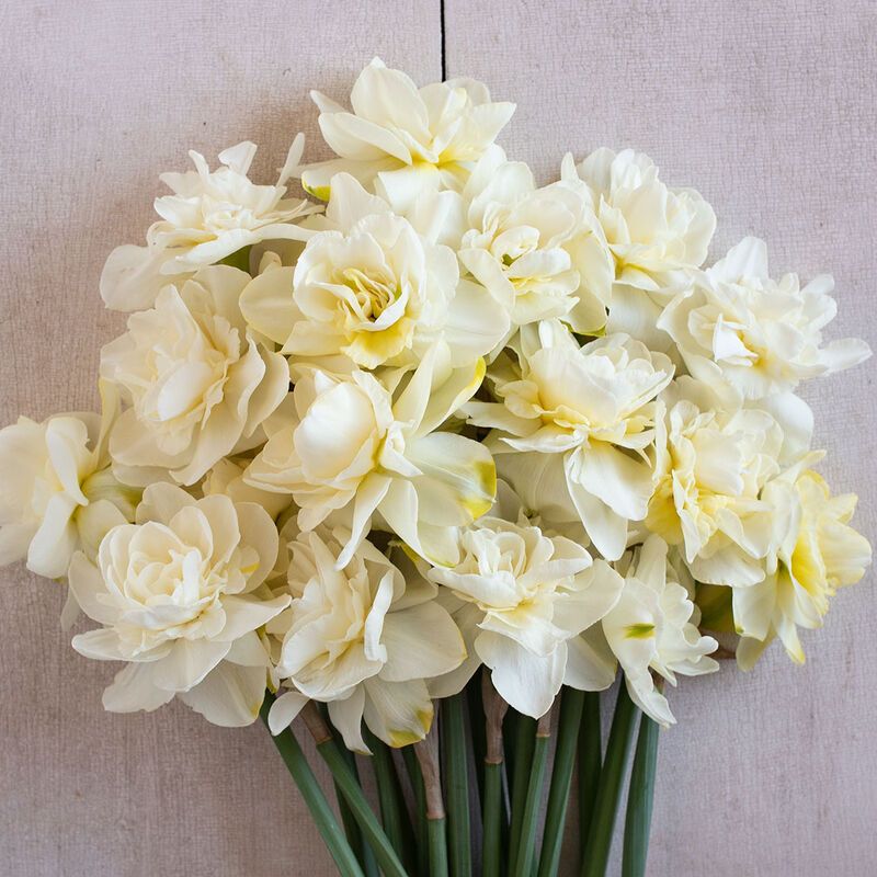 Narcissus 'Obdam' - Narzisse