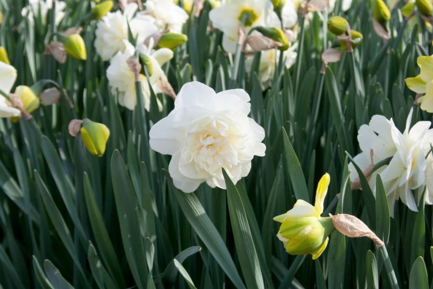 Narcissus 'Obdam' - Narzisse