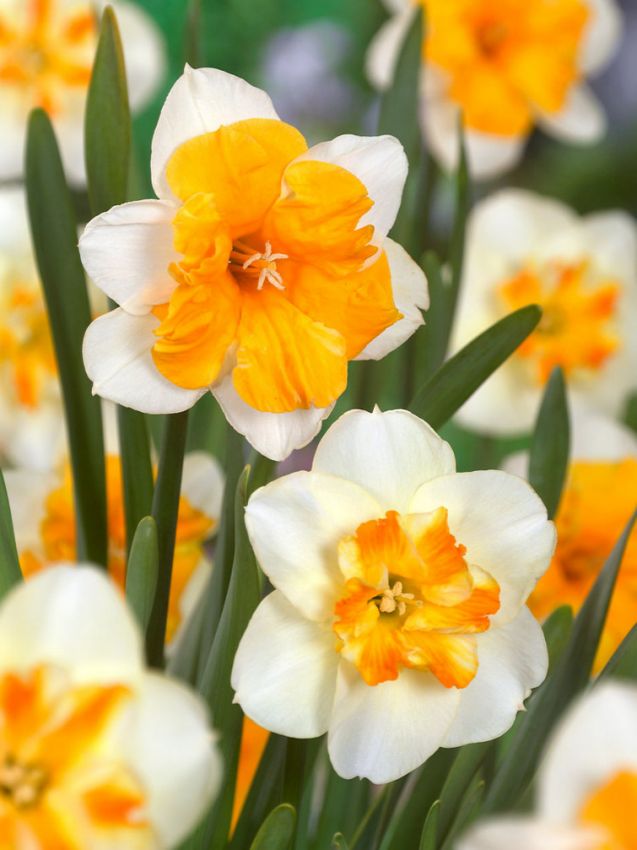 Narcissus 'Orangery' - Narzisse