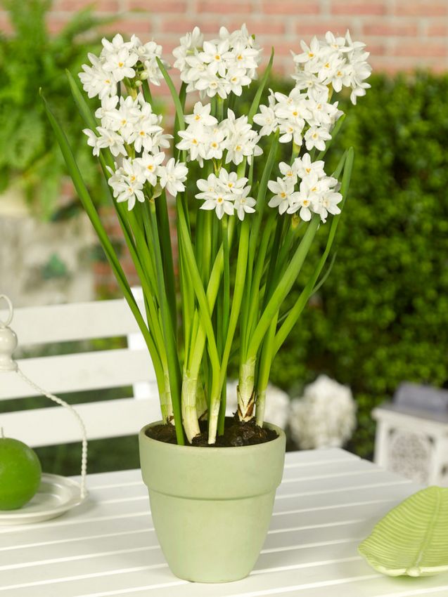 Narcissus 'Paperwhite Ziva' - Narzisse