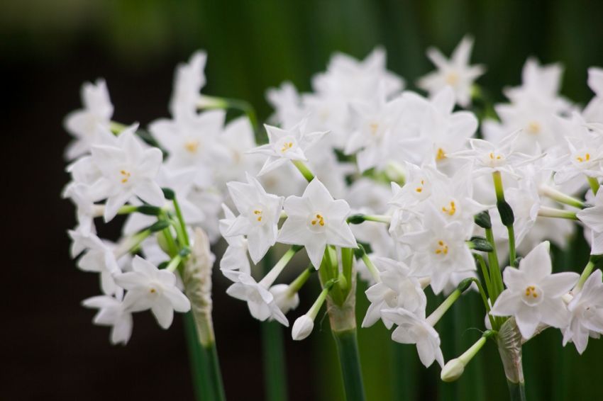 Narcissus 'Paperwhite Ziva' - Narzisse