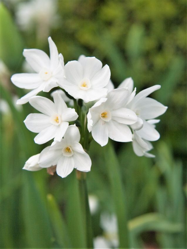 Narcissus 'Paperwhite Ziva' - Narzisse