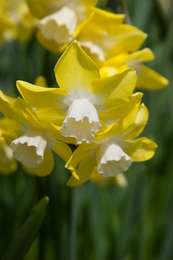 Narcissus 'Pipit' - Narzisse
