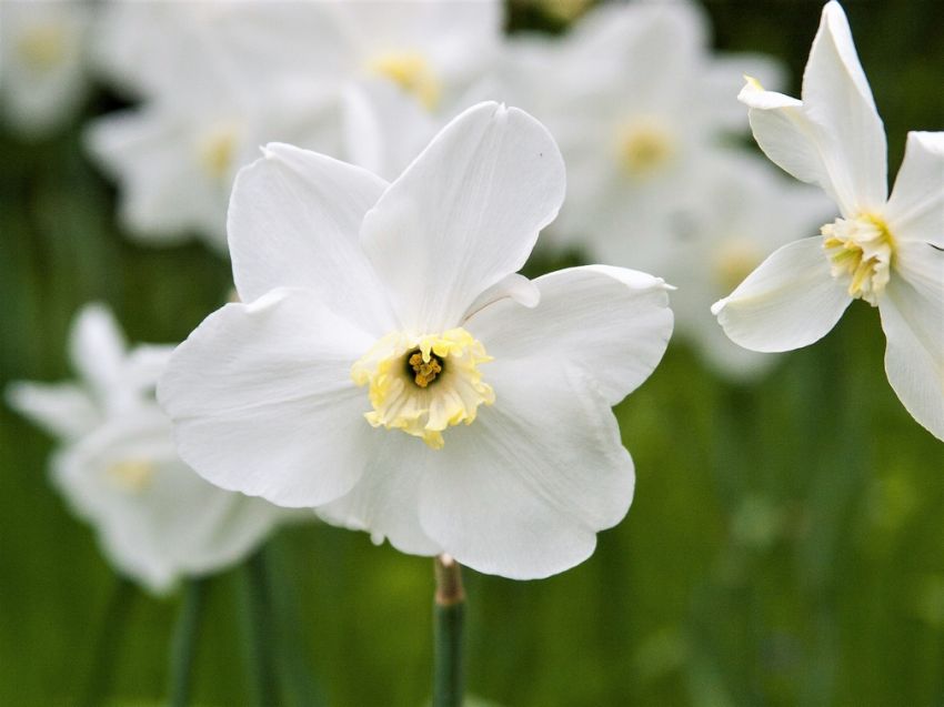 Narcissus 'Polar Ice' - Narzisse