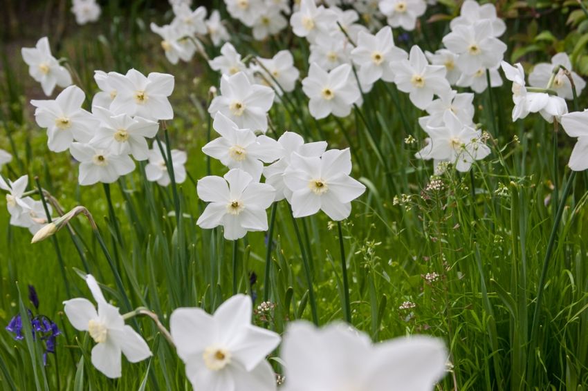 Narcissus 'Polar Ice' - Narzisse