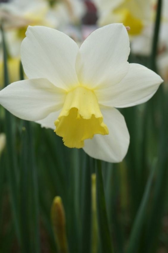 Narcissus 'Pueblo' - Narzisse