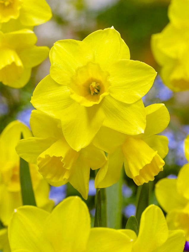Narcissus 'Quail' - Narzisse