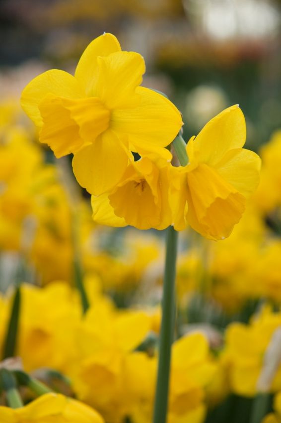 Narcissus 'Quail' - Narzisse