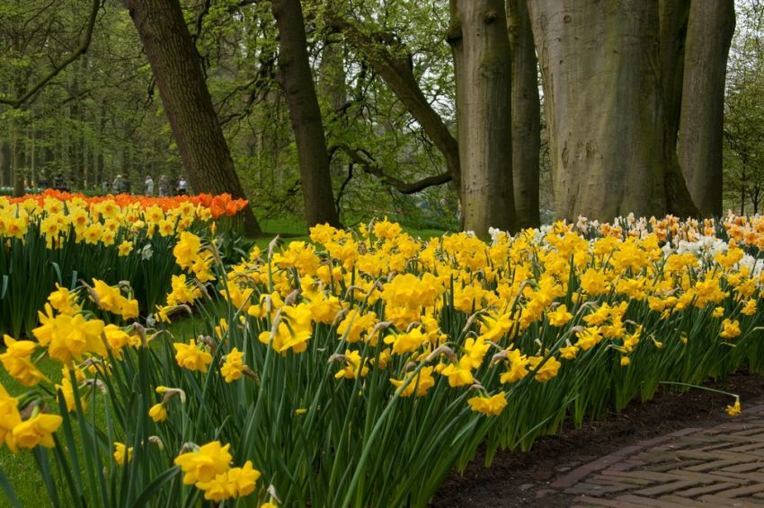 Narcissus 'Quail' - Narzisse