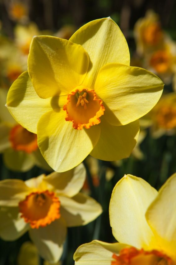Narcissus 'Red Devon' - Narzisse