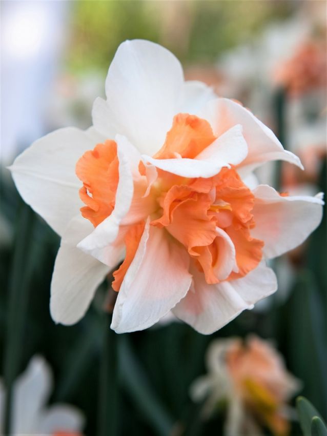 Narcissus 'Replete' - Narzisse