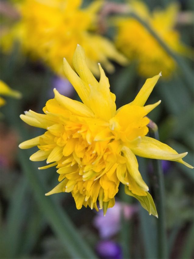Narcissus 'Rip Van Winkle' - Narzisse