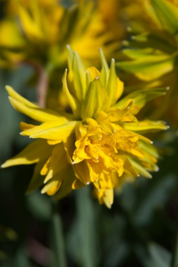 Narcissus 'Rip Van Winkle' - Narzisse
