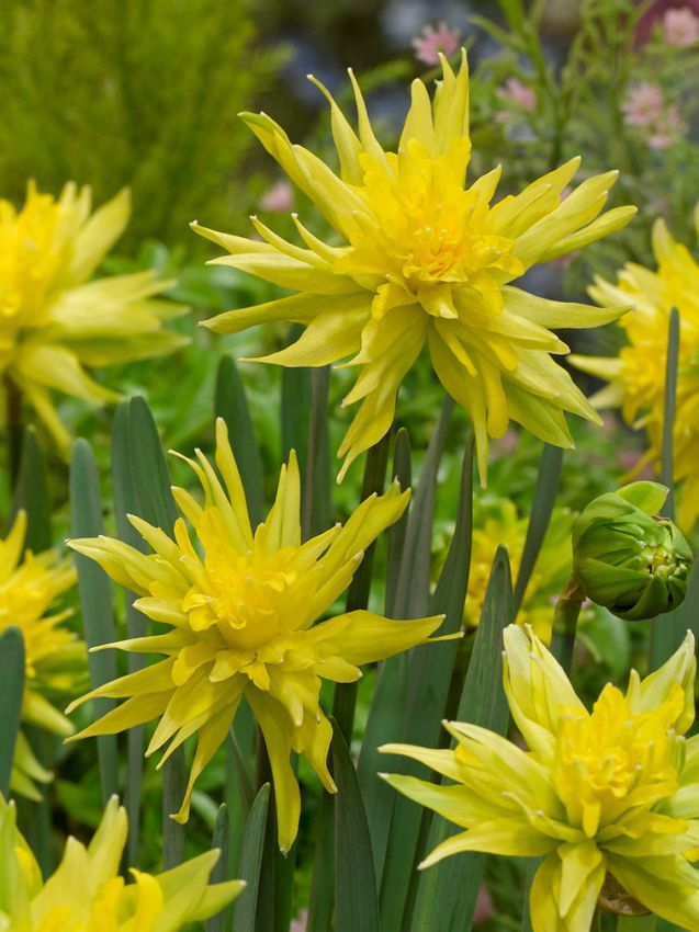 Narcissus 'Rip Van Winkle' - Narzisse