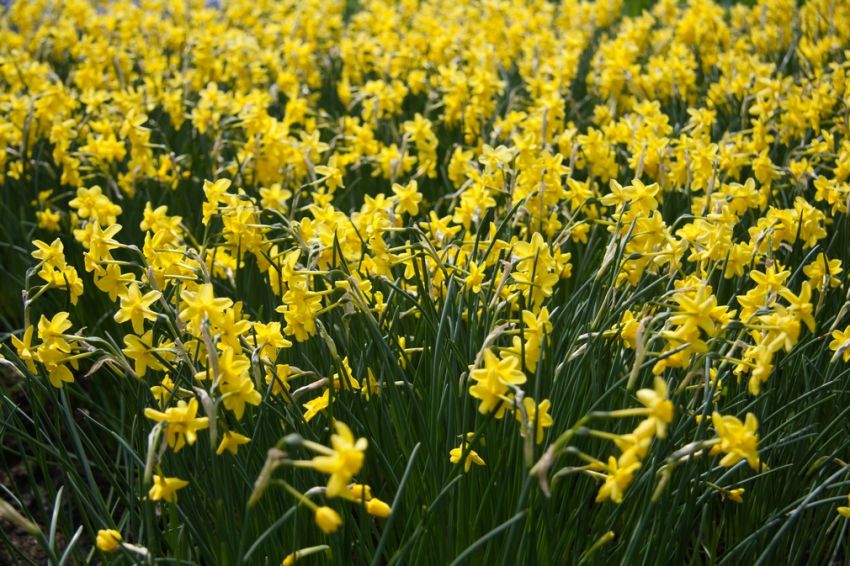 Narcissus 'Sabrosa' - Narzisse