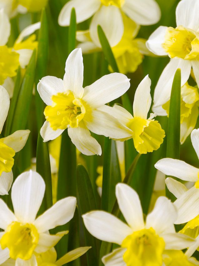 Narcissus 'Sailboat' - Narzisse