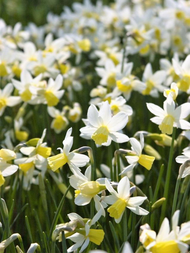 Narcissus 'Sailboat' - Narzisse