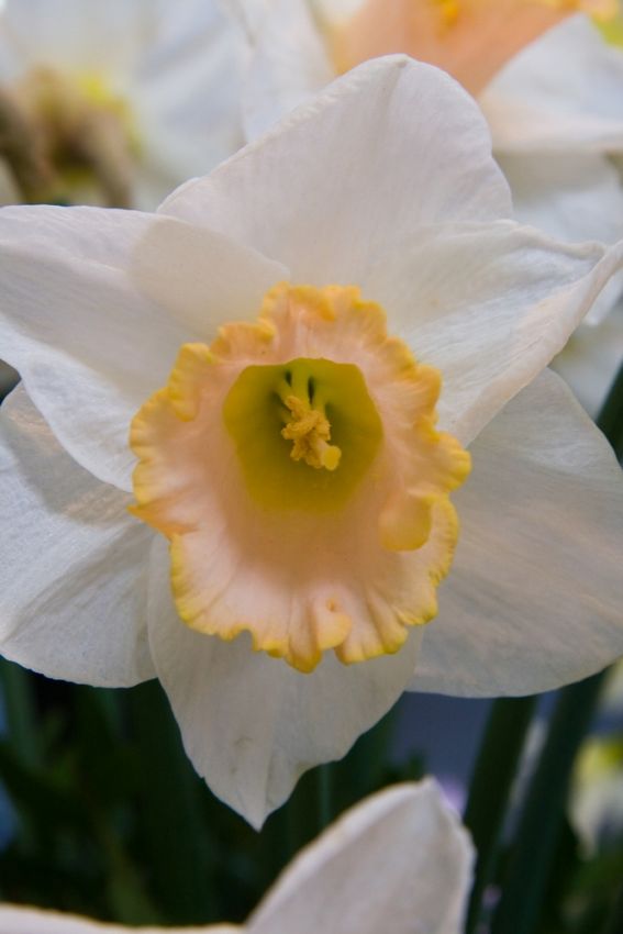 Narcissus 'Salome' - Narzisse