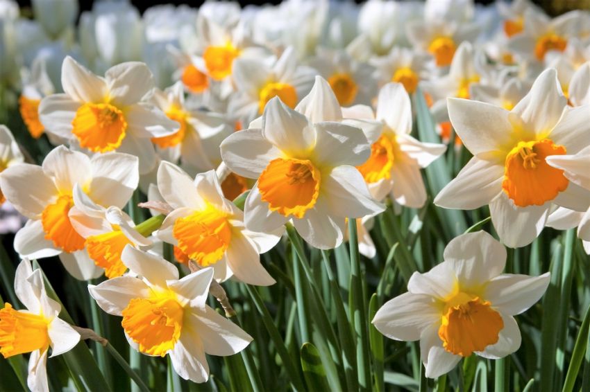 Narcissus 'Sempre Avanti' - Narzisse