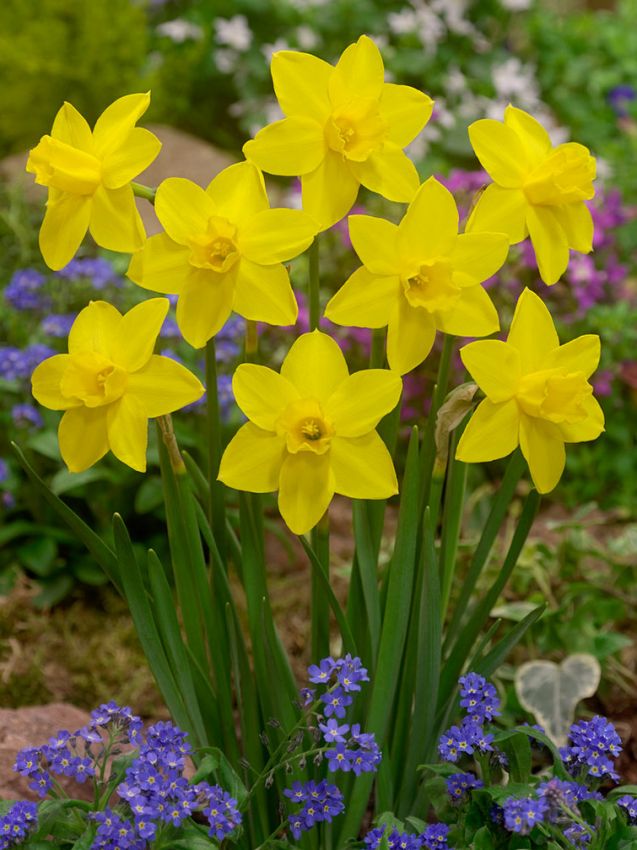 Narcissus 'Sweetness' - Narzisse