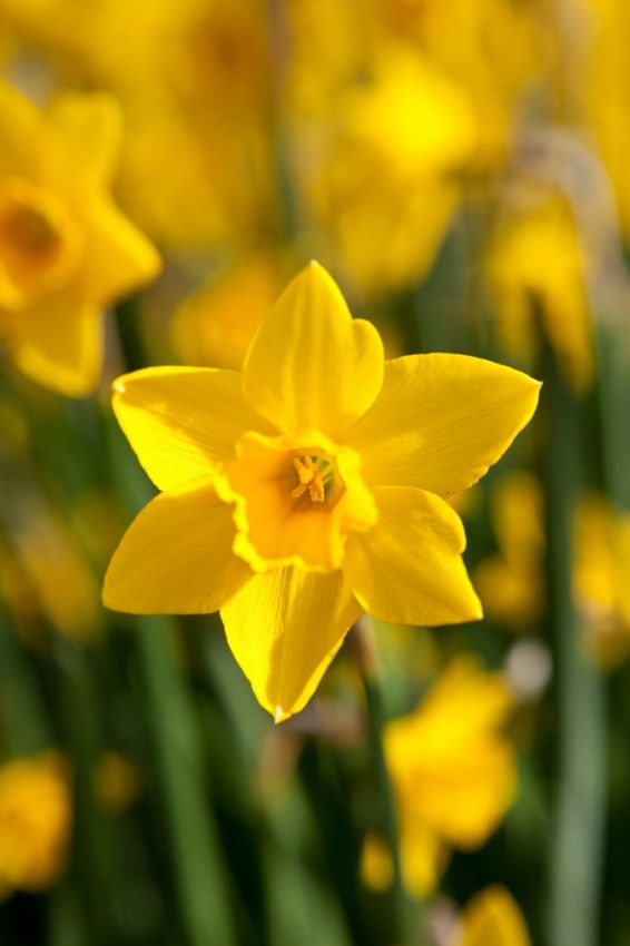 Narcissus 'Sweetness' - Narzisse