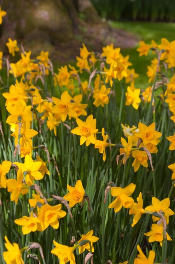 Narcissus 'Sweetness' - Narzisse