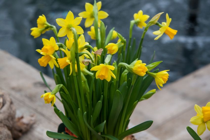Narcissus 'Tete A Tete' - Narzisse